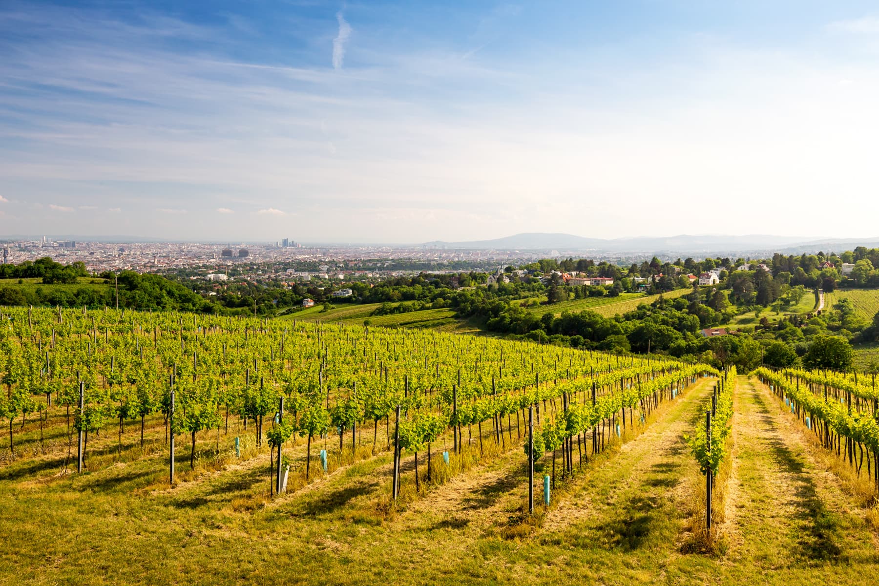 Weinfelder am Kahlenberg mit Blick nach Wien, Österreich